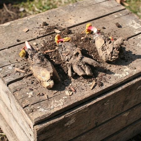 Victoria, Rhubarb Crowns - 5 Rhubarb Crowns image number null